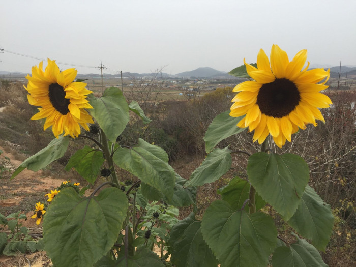 해바라기 - Sunflower, Helianthus annuus
