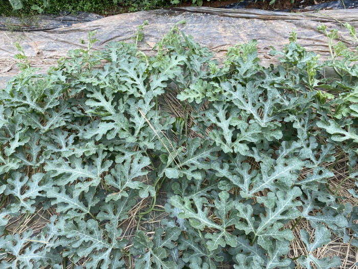 수박 - water emlon, Citrullus vulgaris Schrad.