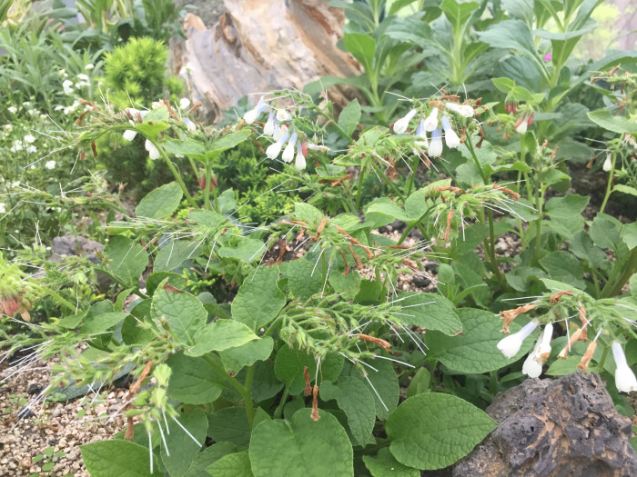 컴프리 - comfrey, Symphytum officinale L.