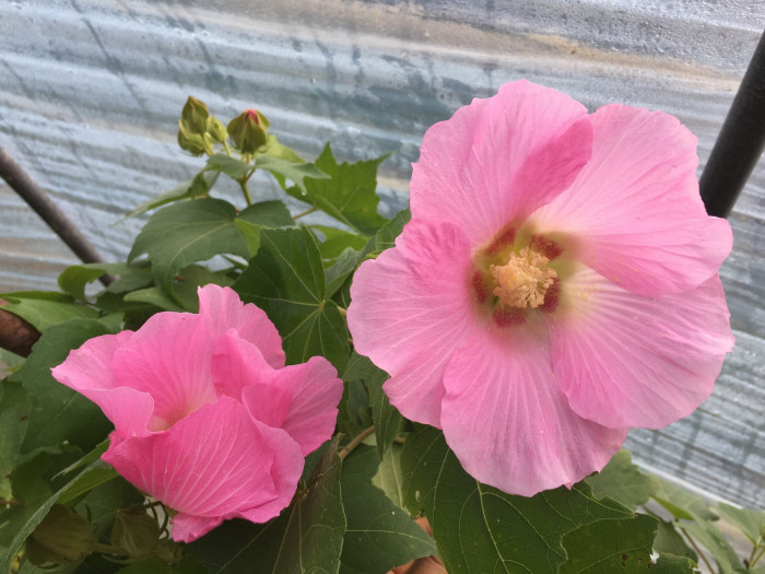 코튼로즈 - Cotton Rose, Confederate Rose, Hibiscus mutabilis ‘Cotton Rose’