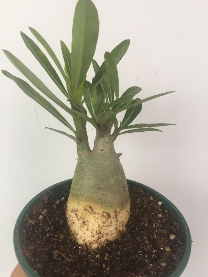 석화 - Adenium obesm, Adenium