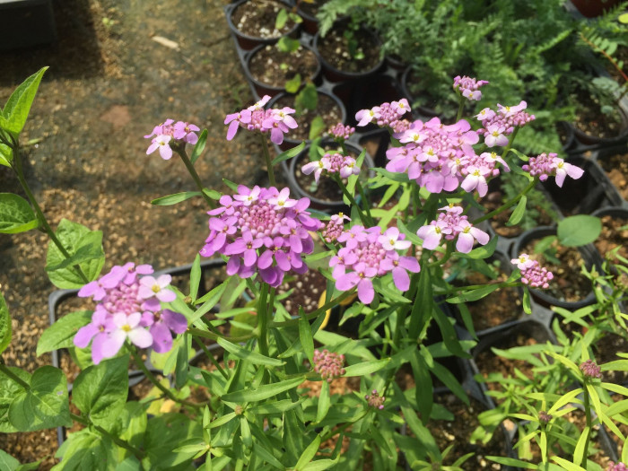 눈꽃 - Candytuft, Iberis sempervirens