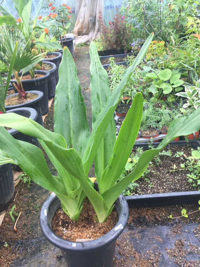 파인애플릴리 - Pineapple Lily, pineapple flowers, Eucomis