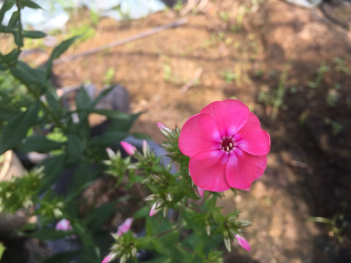 풀협죽도 - Phlox, Phlox paniculata