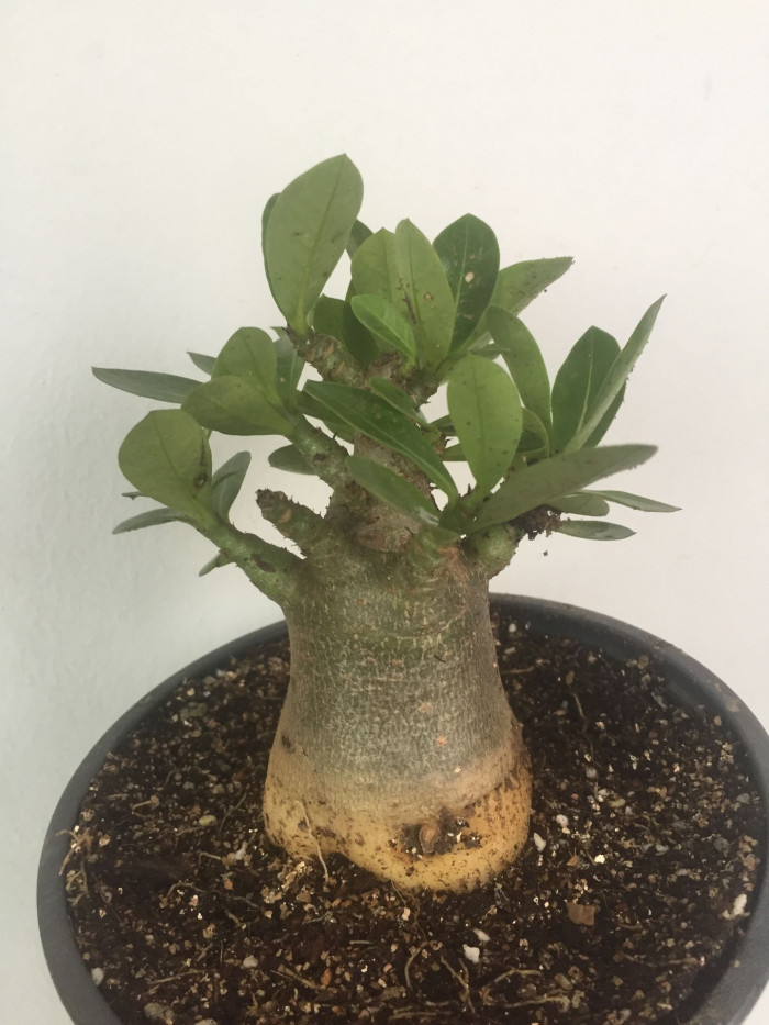 석화 - Adenium obesm, Adenium