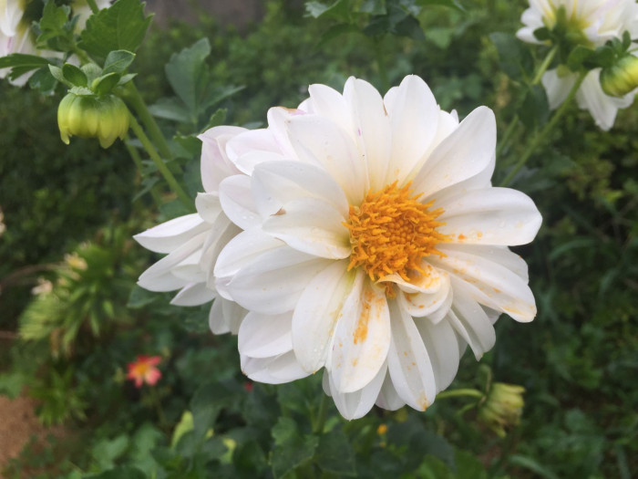 다알리아 - YELLOw BAIRD, Dahlia pinnata Cav.