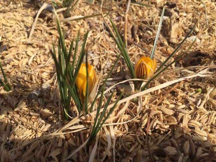 크로커스 - Crocus, Crocus spp.