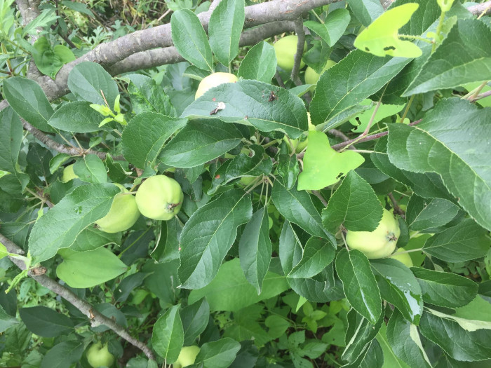 사과나무 - apple tree, Malus pumila Mill.