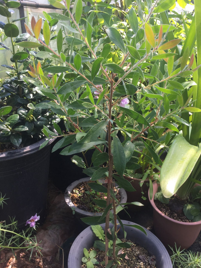 병솔나무 - Bottlebrush, Callistemon lanceolatus
