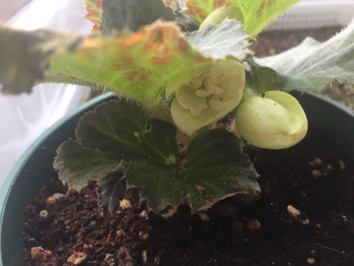 꽃베고니아 - Wax Begonias, Begonia semperflorens