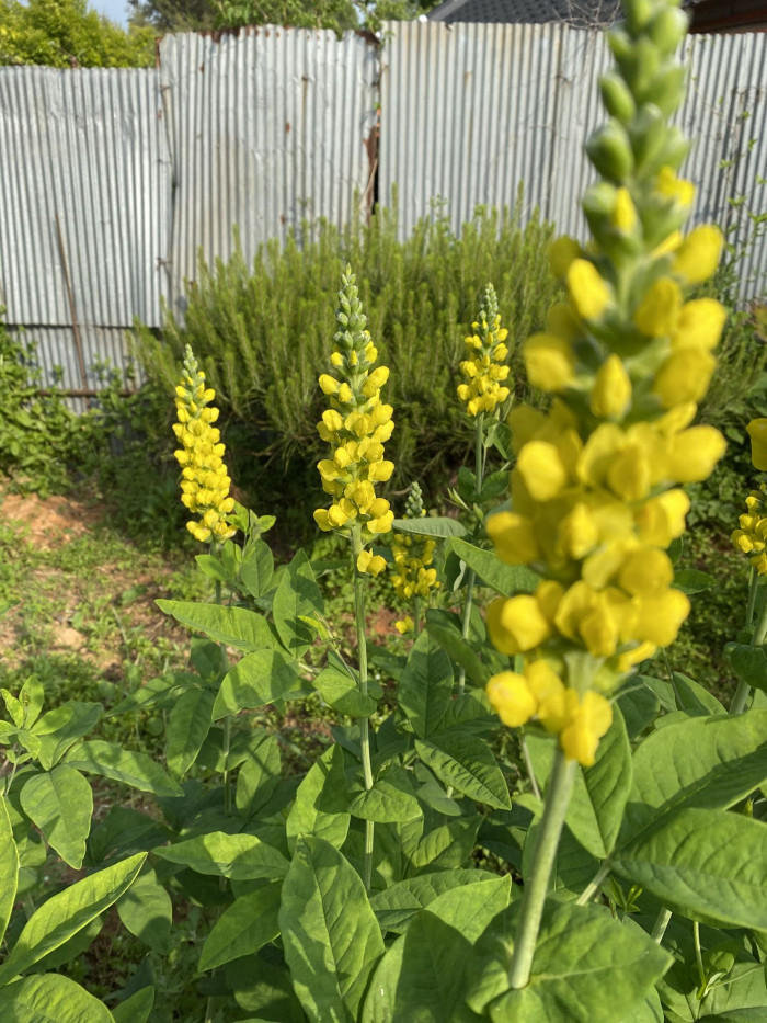 밥티시아 - False indico, Baptisia australis