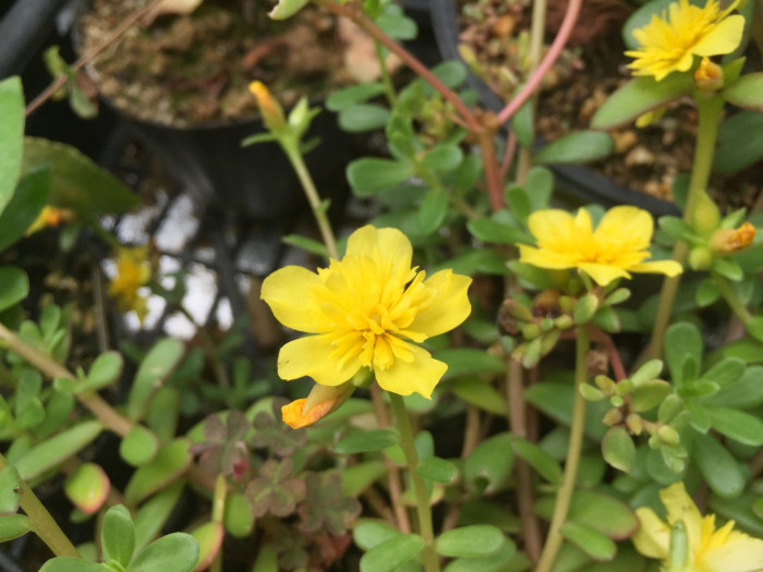 포테리카 - umbraticola, Portulaca umbraticola