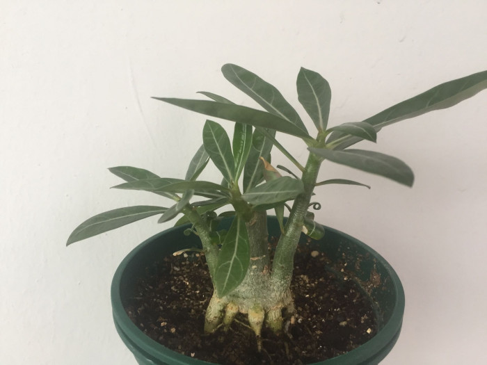 석화 - Adenium obesm, Adenium