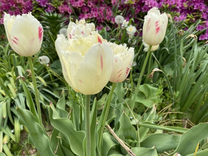 튤립 - Tulip, Tulipa gesneriana