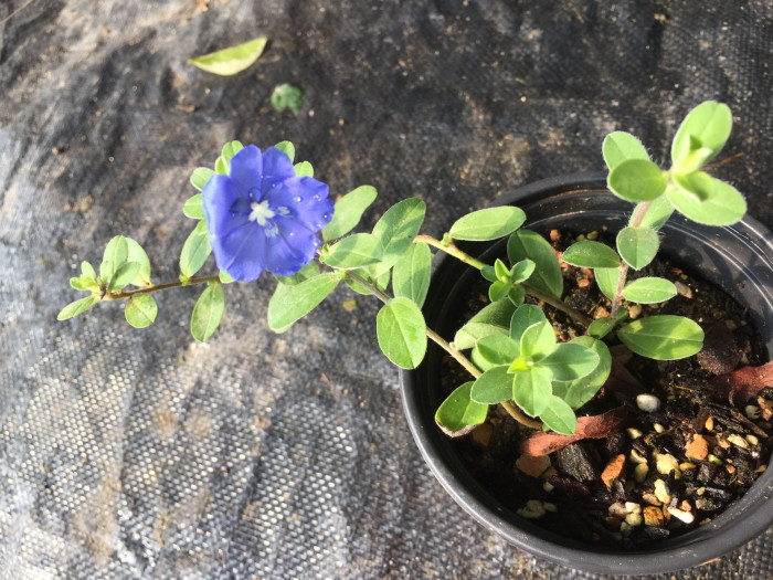 아메리칸블루 - American blue, blue daze, Evolvulus giomeratus