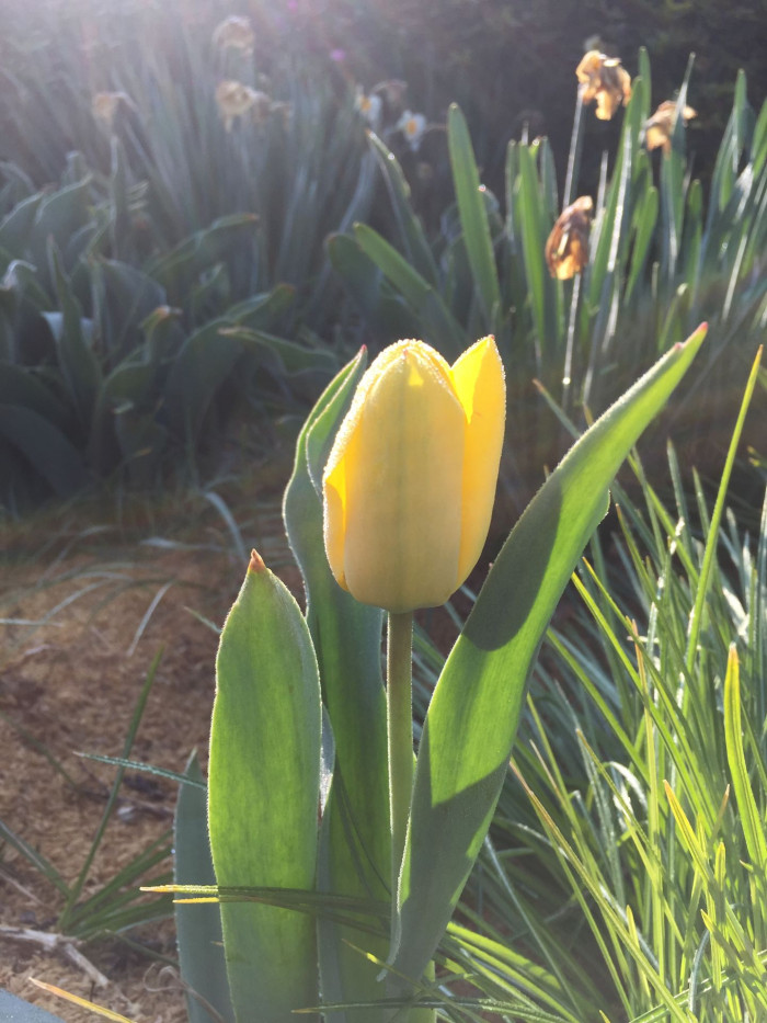 튤립 - Tulip, Tulipa gesneriana