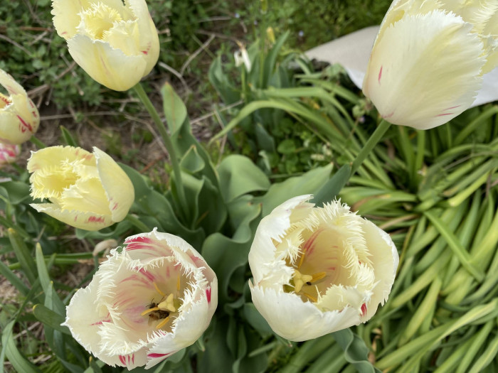 튤립 - Tulip, Tulipa gesneriana
