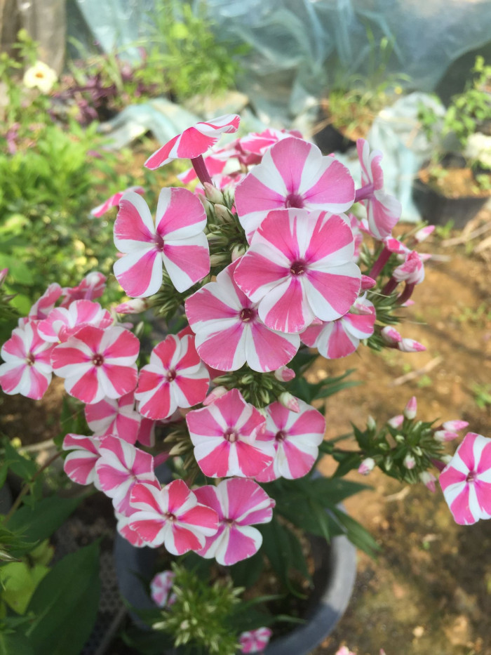 풀협죽도 - Phlox, Phlox paniculata