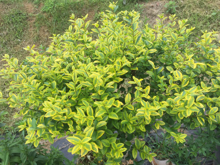 광나무 - Ligustrum japonicum Thunb. var. japonicum