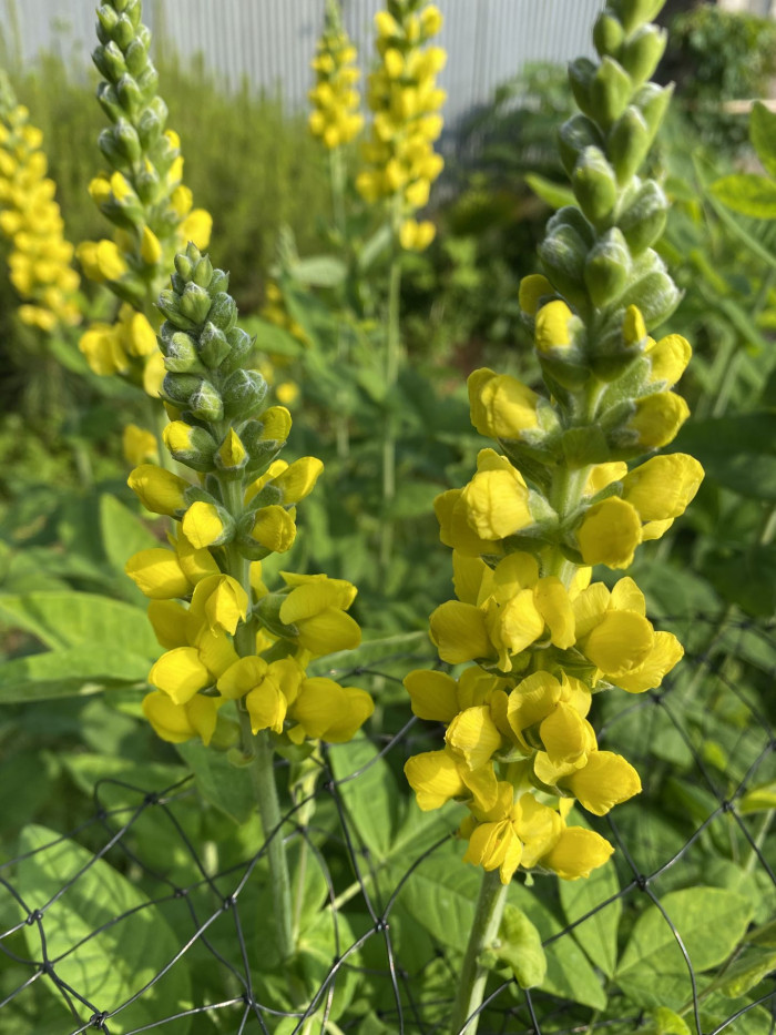 밥티시아 - False indico, Baptisia australis