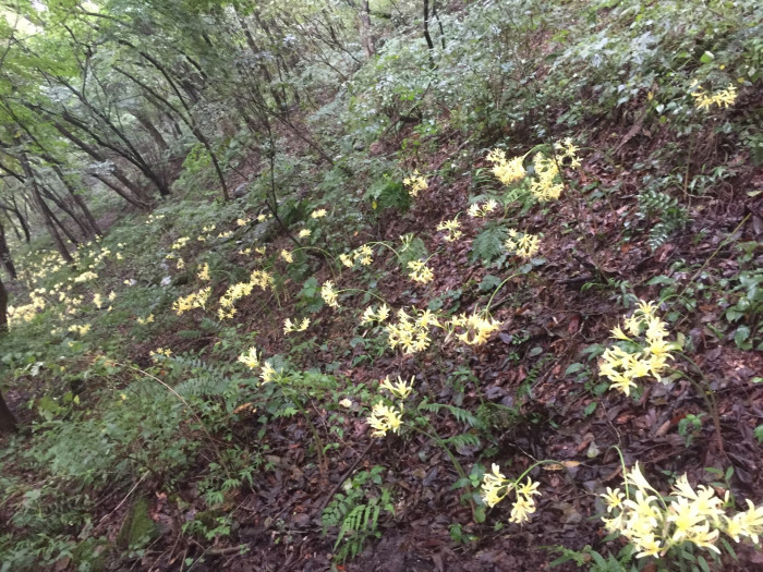 노랑상사화 - Lycoris chinensis var. sinuolata K.H.Tae & S.C.Ko