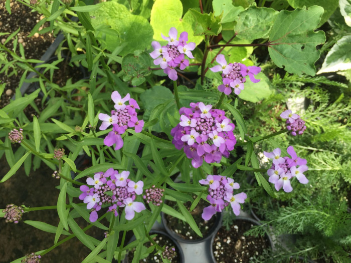 눈꽃 - Candytuft, Iberis sempervirens