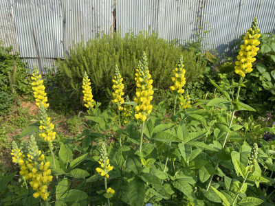 밥티시아 사진 - Baptisia australis Photos