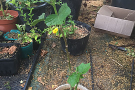 미국부용 - Hibiscus oculiroseus Britton