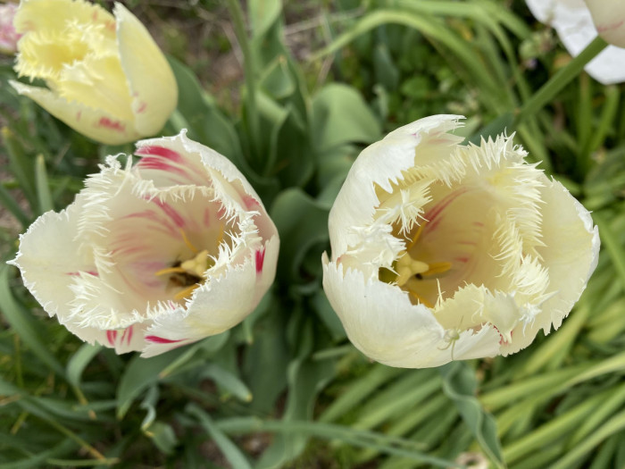 튤립 - Tulip, Tulipa gesneriana