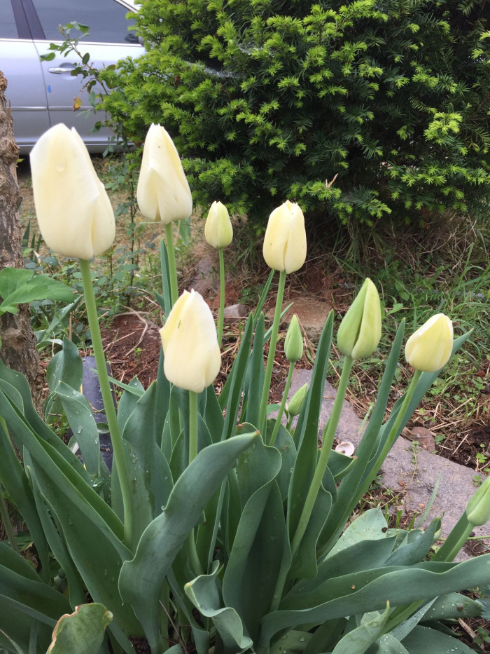 튤립 - Tulip, Tulipa gesneriana