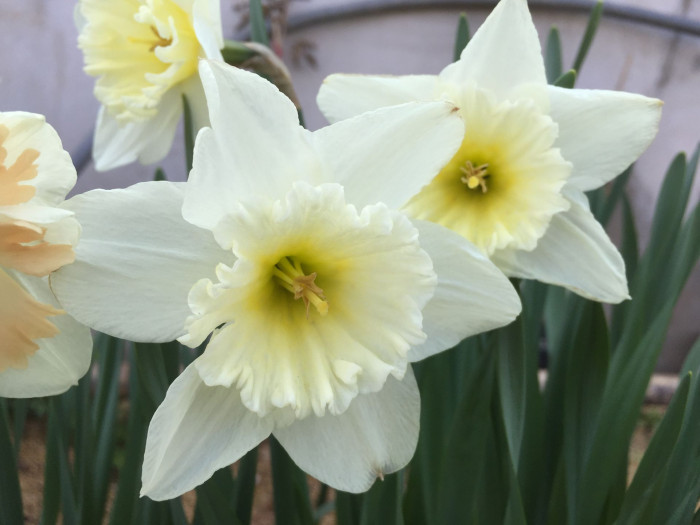 수선화 - daffodil, Narcissus tazetta var. chinensis