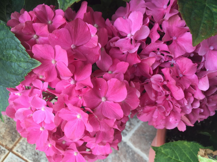 수국 - Hydrangea, Hydrangea macrophylla (Thunb.) Ser. for. otaksa (Siebold & Zucc.) E. H. Wilson