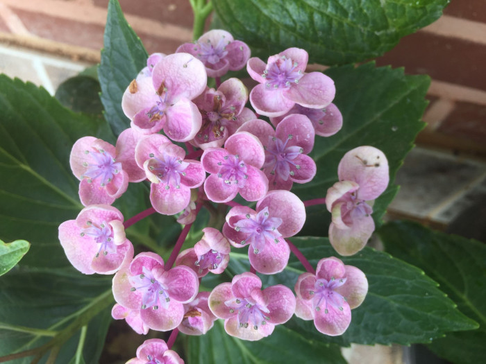 수국 - Hydrangea, Hydrangea macrophylla (Thunb.) Ser. for. otaksa (Siebold & Zucc.) E. H. Wilson
