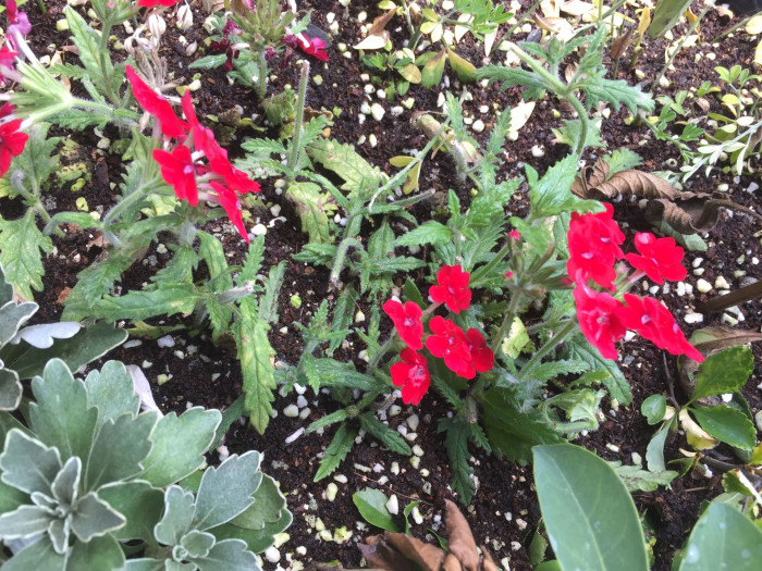 버베나 - Verbena, Garden verbena, Verbena hybrida