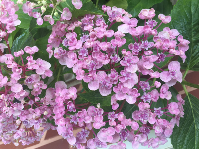 수국 - Hydrangea, Hydrangea macrophylla (Thunb.) Ser. for. otaksa (Siebold & Zucc.) E. H. Wilson