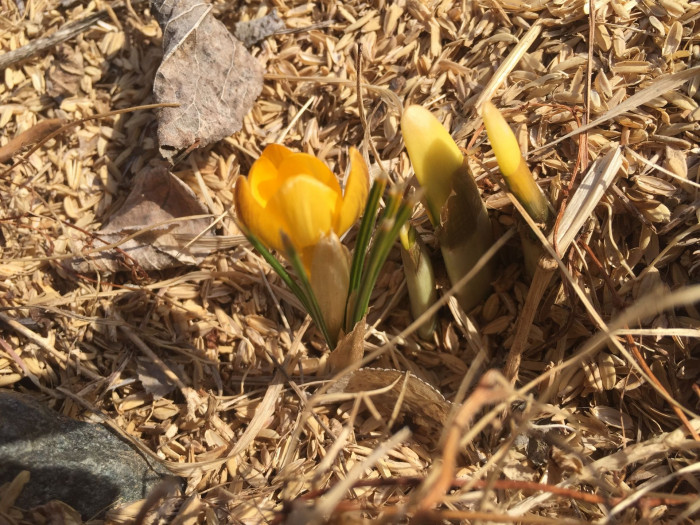 크로커스 - Crocus, Crocus spp.