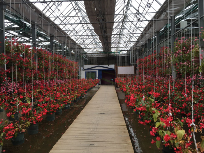 꽃베고니아 - Wax Begonias, Begonia semperflorens