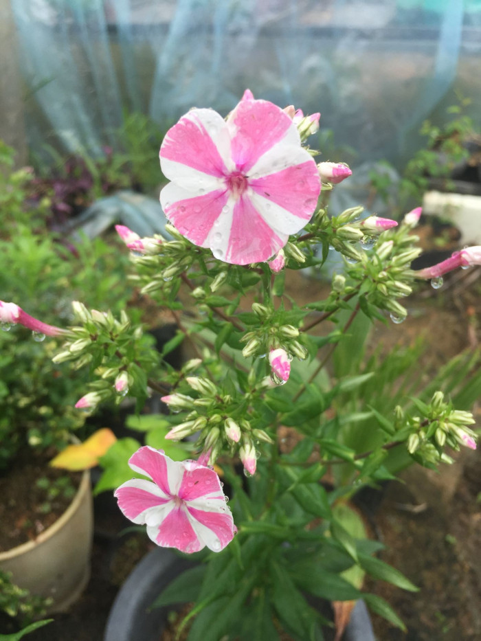 풀협죽도 - Phlox, Phlox paniculata