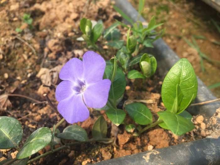 빈카 - bigleaf periwinkle, large periwinkle, greater periwinkle, blue periwinkle, Vinca major L.