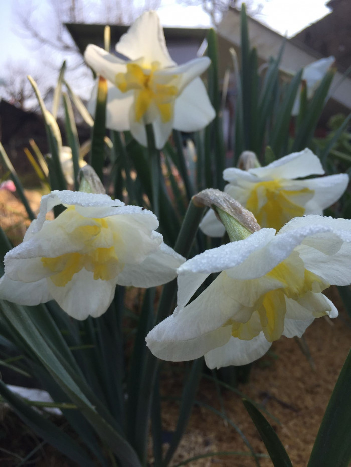수선화 - daffodil, Narcissus tazetta var. chinensis