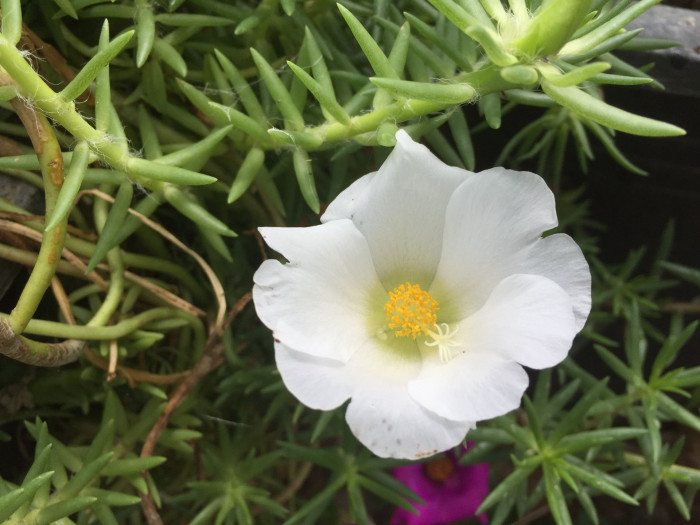 포테리카 - umbraticola, Portulaca umbraticola