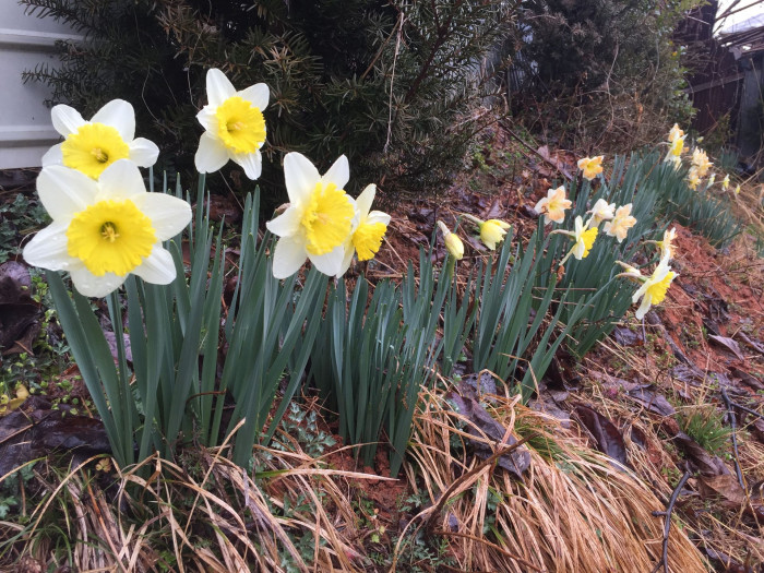수선화 - daffodil, Narcissus tazetta var. chinensis