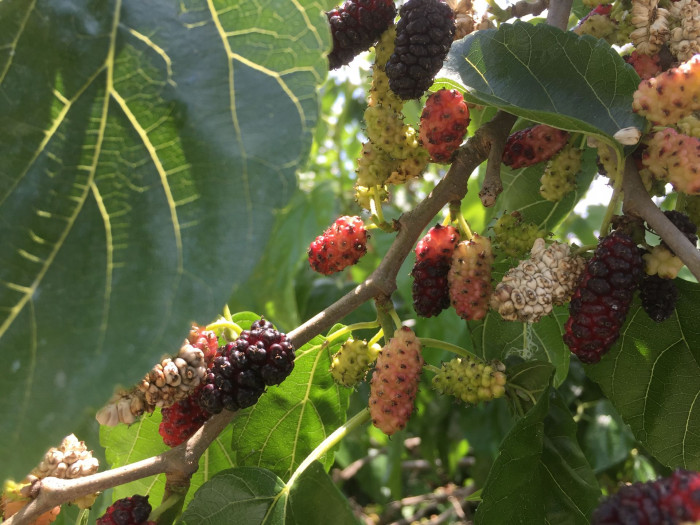 뽕나무 - White mulberry, Morus alba L.