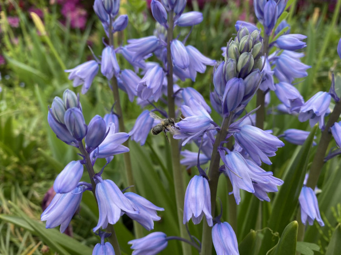 쉴라 - Scilla, Scilla spp.