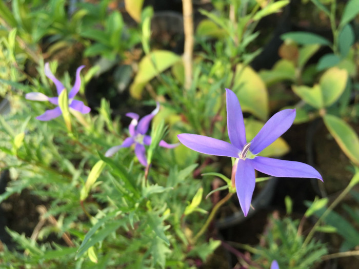 별꽃도라지 - Blue Star Creeper, Isotoma, Laurenti, Isotoma axillaris