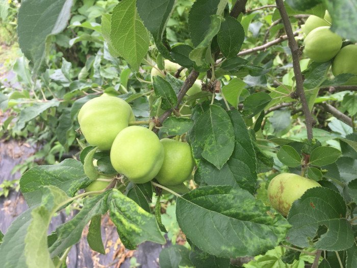 사과나무 - apple tree, Malus pumila Mill.