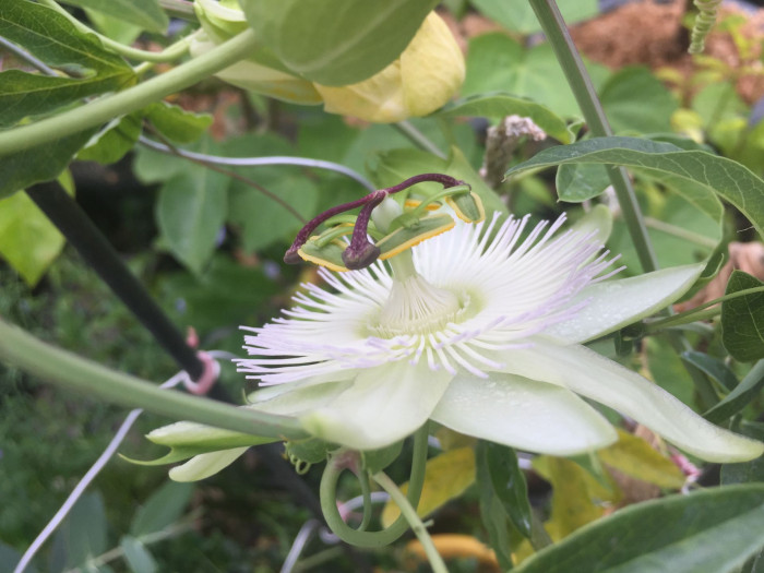 시계초 - passion flower, Passiflora caerulea