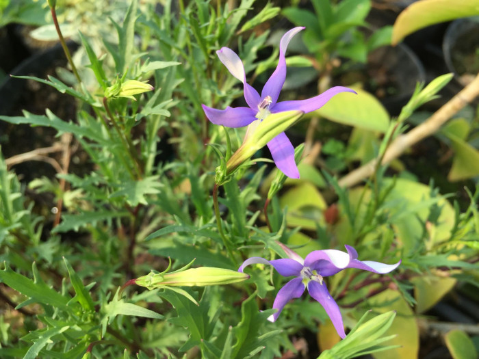 별꽃도라지 - Blue Star Creeper, Isotoma, Laurenti, Isotoma axillaris