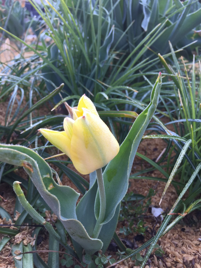 튤립 - Tulip, Tulipa gesneriana