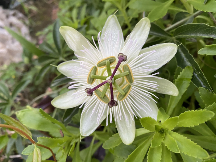 시계초 - passion flower, Passiflora caerulea